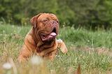 DOGUE DE BORDEAUX 064